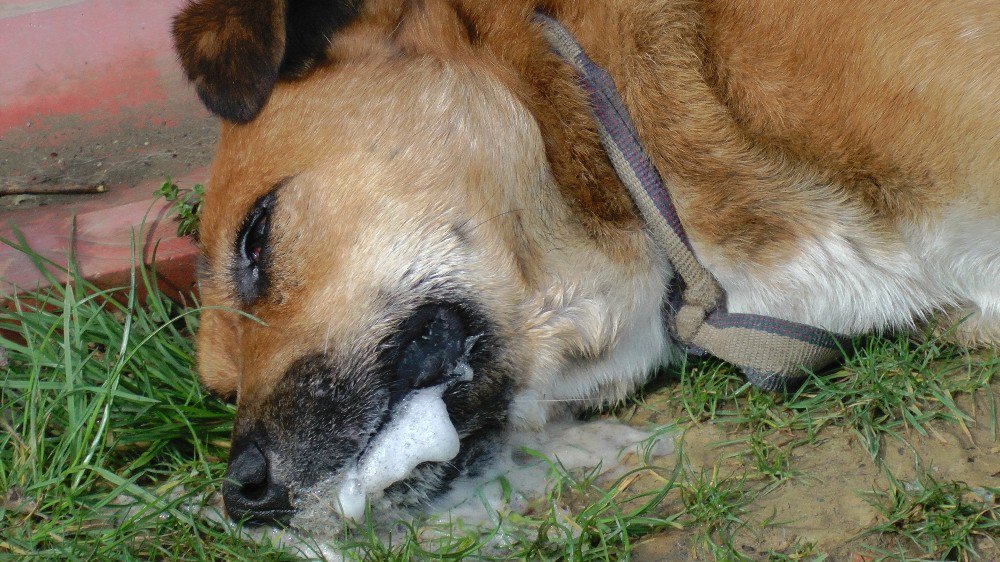 Düzce’de Köpekleri Zehirlediler