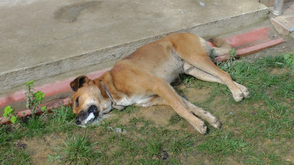 Düzce’de Köpekleri Zehirlediler