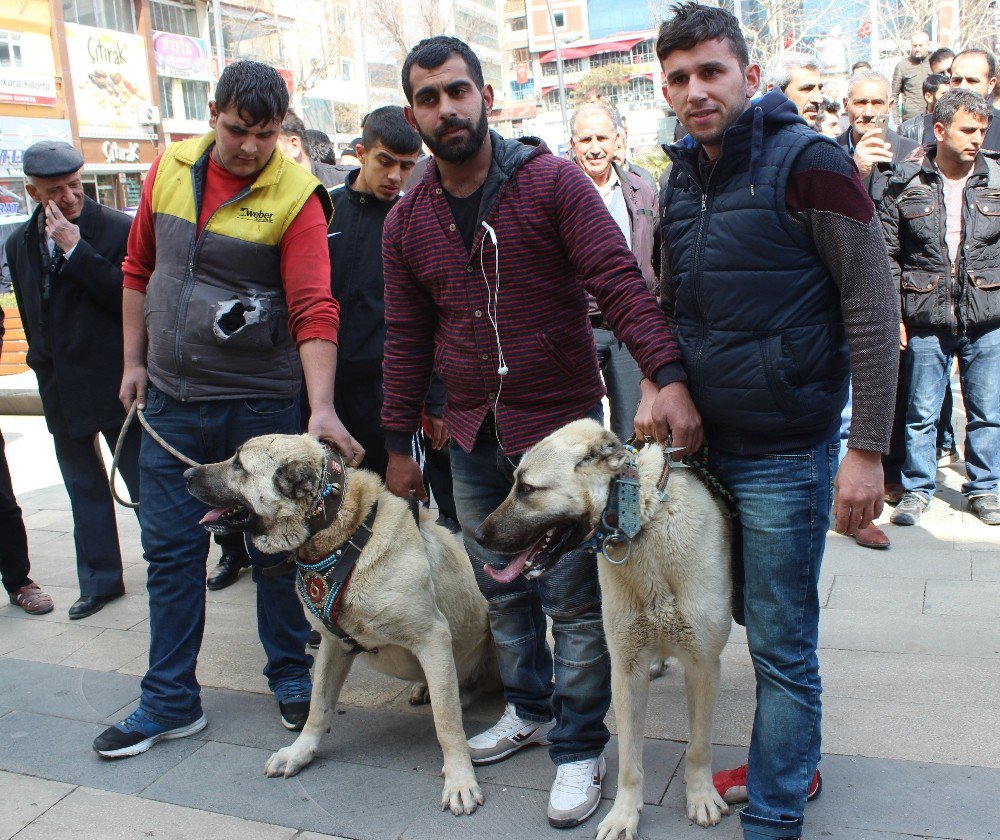 Hollanda’yı Kangal Köpekleriyle Protesto Ettiler