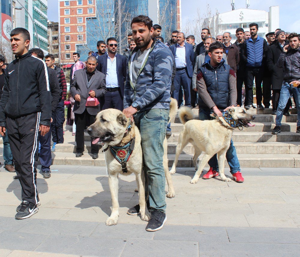 Hollanda’yı Kangal Köpekleriyle Protesto Ettiler