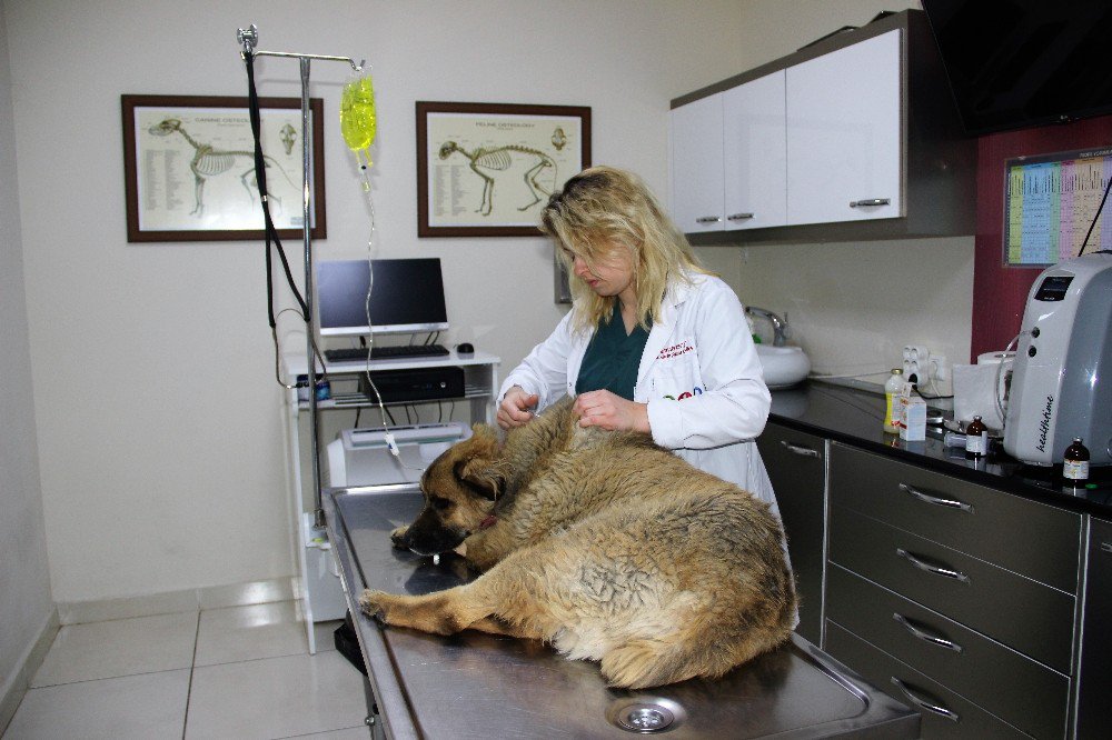 Bodrum’da Göz Göre Göre Köpekleri Zehirledi