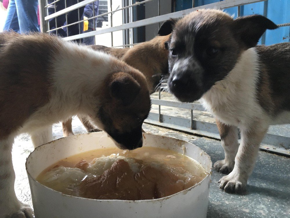 Sokak Köpekleri İçin Aşevi Açtı