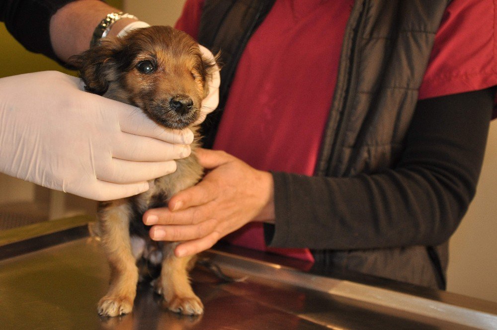 Silahla Yaralanmış Ve Tek Gözü Görmeyen Köpeklerin Tedavileri Sürüyor