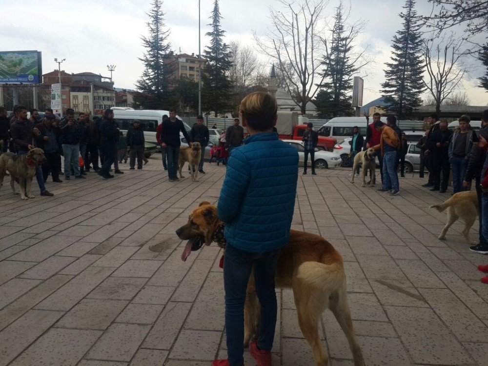 Hollanda’yı Kangal Köpekleri İle Protesto Ettiler