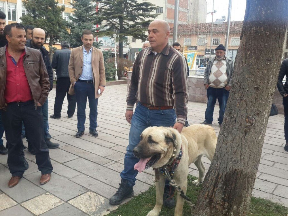 Hollanda’yı Kangal Köpekleri İle Protesto Ettiler