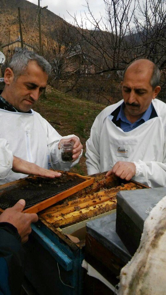 Tunceli’deki Arı Ölümleri İnceleniyor