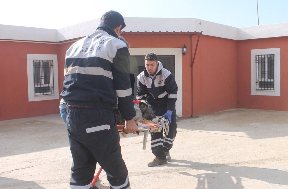 Hayvan Rehabilitasyon Merkezi Yenilendi