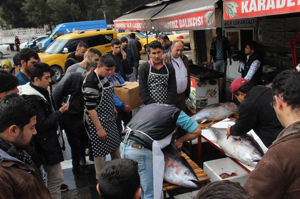 2 Metrelik Balıklar Şanlıurfalıların İlgi Odağı Oldu