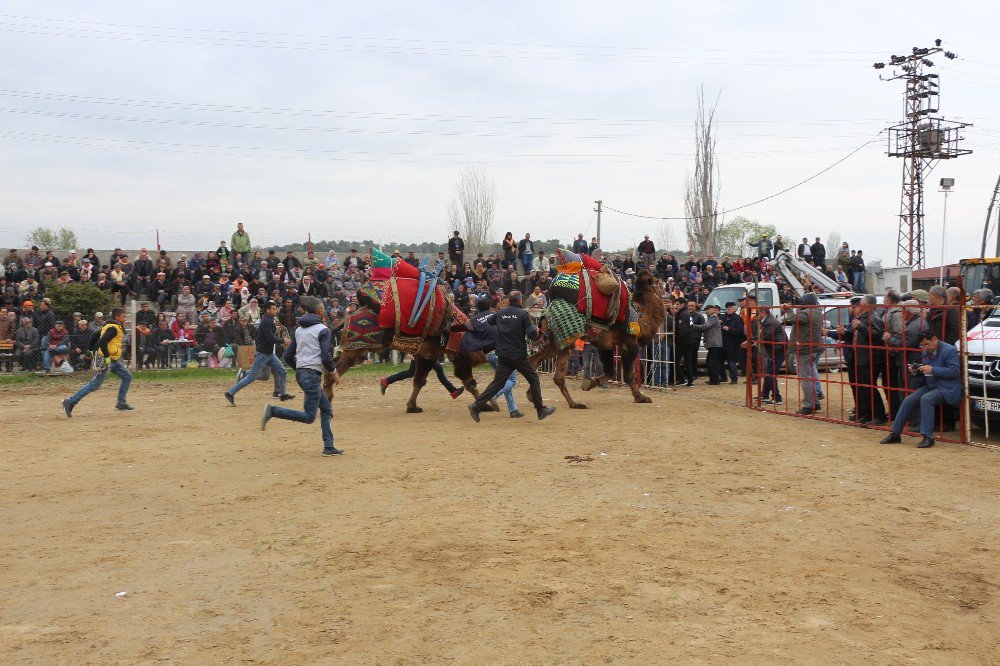 Germencik’te Yapılan Sezonun Son Deve Güreşi Büyük İlgi Gördü