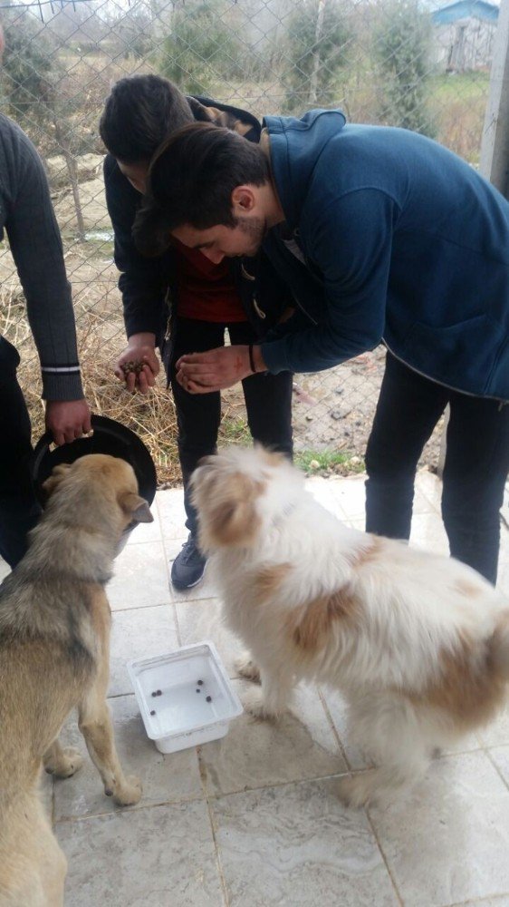 Lisesi Öğrencilerden Barınak Hayvanlara Yem