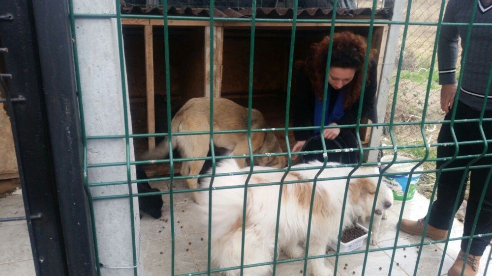 Lisesi Öğrencilerden Barınak Hayvanlara Yem