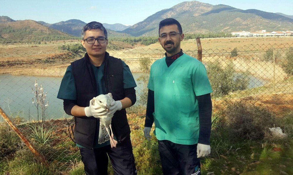 Oltanın Yaraladığı Martı Tedavi Edilerek Doğaya Salındı