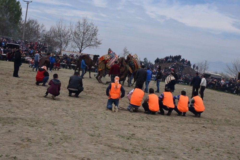 Kemalpaşa’da Nefes Kesen Deve Güreşleri