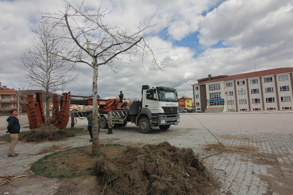 Osmancık’ta Kızılırmak Sahilindeki Ağaçlar Taşınıyor