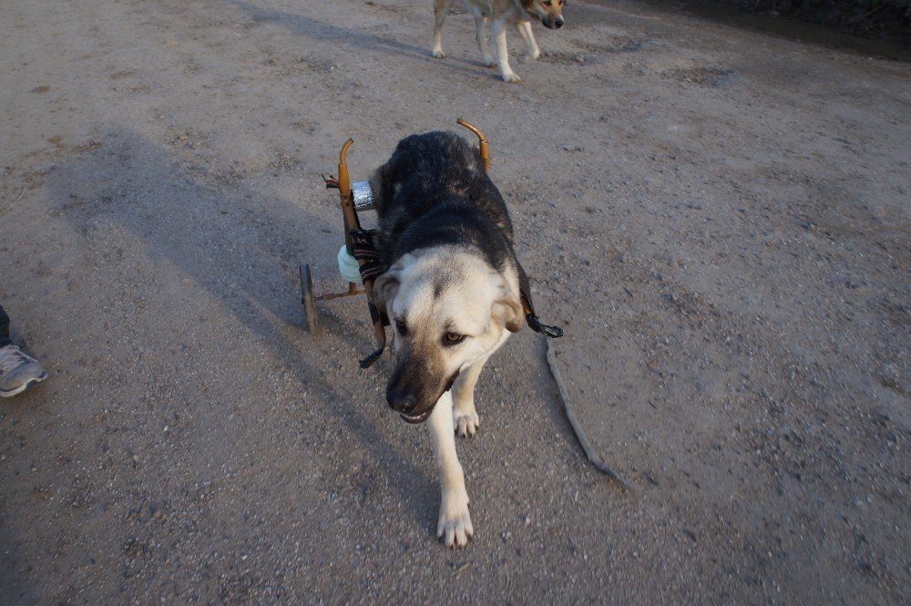 Araba Çarpan Köpeğe Pazar Arabasından Yürüteç Yaptı