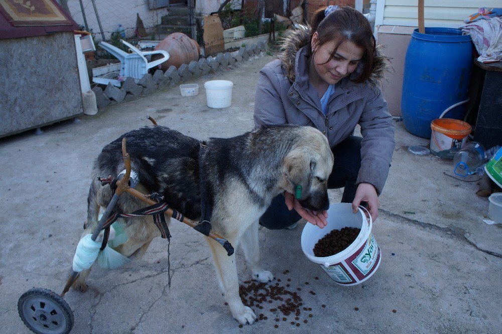 Araba Çarpan Köpeğe Pazar Arabasından Yürüteç Yaptı