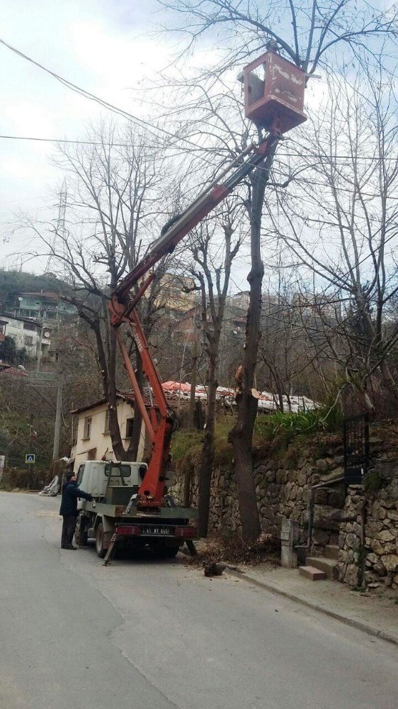 İzmit’te Ağaç Budama Çalışması