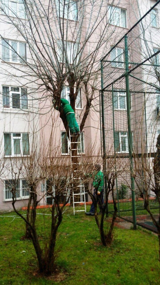 İzmit’te Ağaç Budama Çalışması