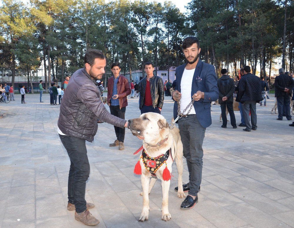 Hollanda’ya Kangal Köpekli Tepki