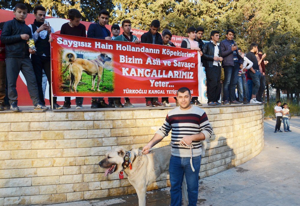 Hollanda’ya Kangal Köpekli Tepki