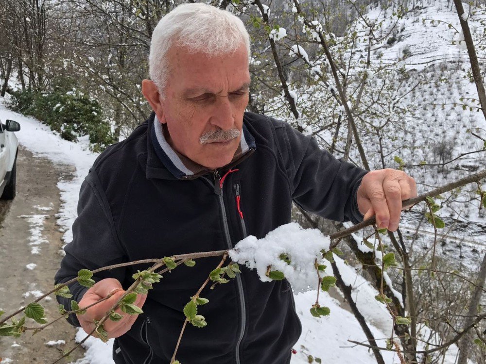 Kar Yağışı Fındığa Yaradı