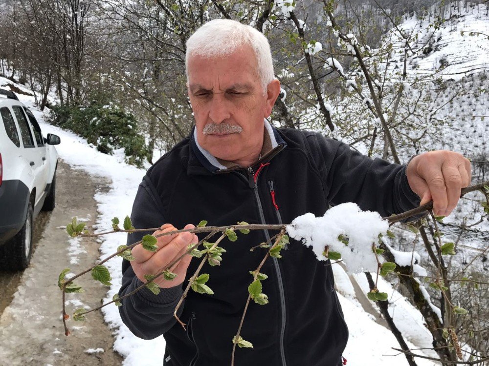 Kar Yağışı Fındığa Yaradı