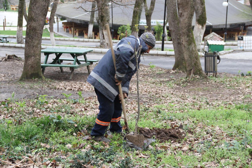 Akyazı Orman Park Meyve Ağaçları İle Donatıldı