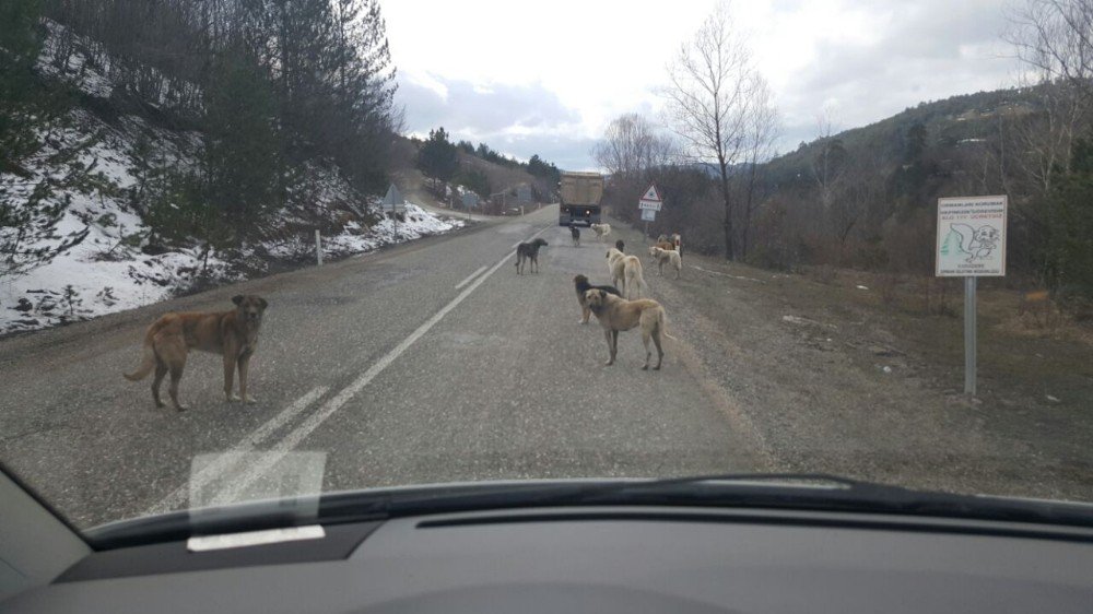 Tosya’da Başıboş Geçen Sokak Köpekleri, Tehlike Saçıyor