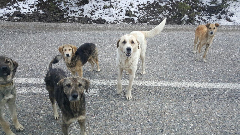 Tosya’da Başıboş Geçen Sokak Köpekleri, Tehlike Saçıyor