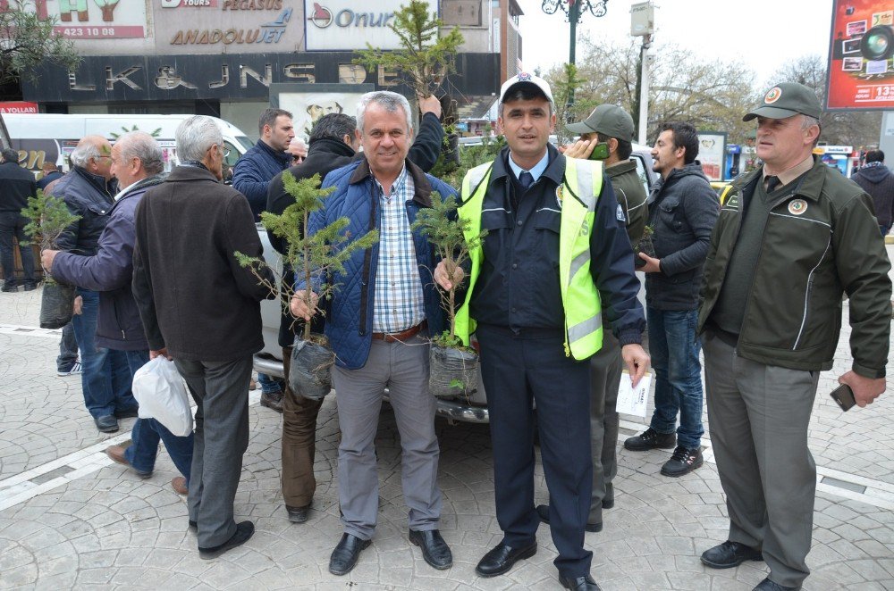 500 Çam Ve Mavi Ladin Fidanı 15 Dakika İçinde Tükendi