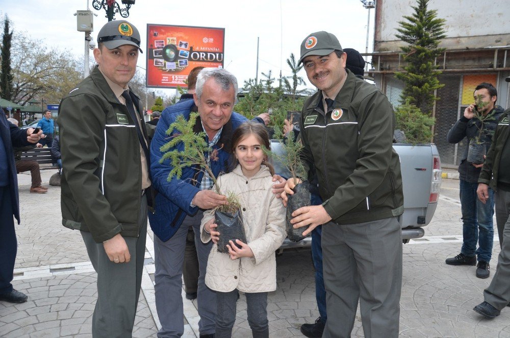 500 Çam Ve Mavi Ladin Fidanı 15 Dakika İçinde Tükendi