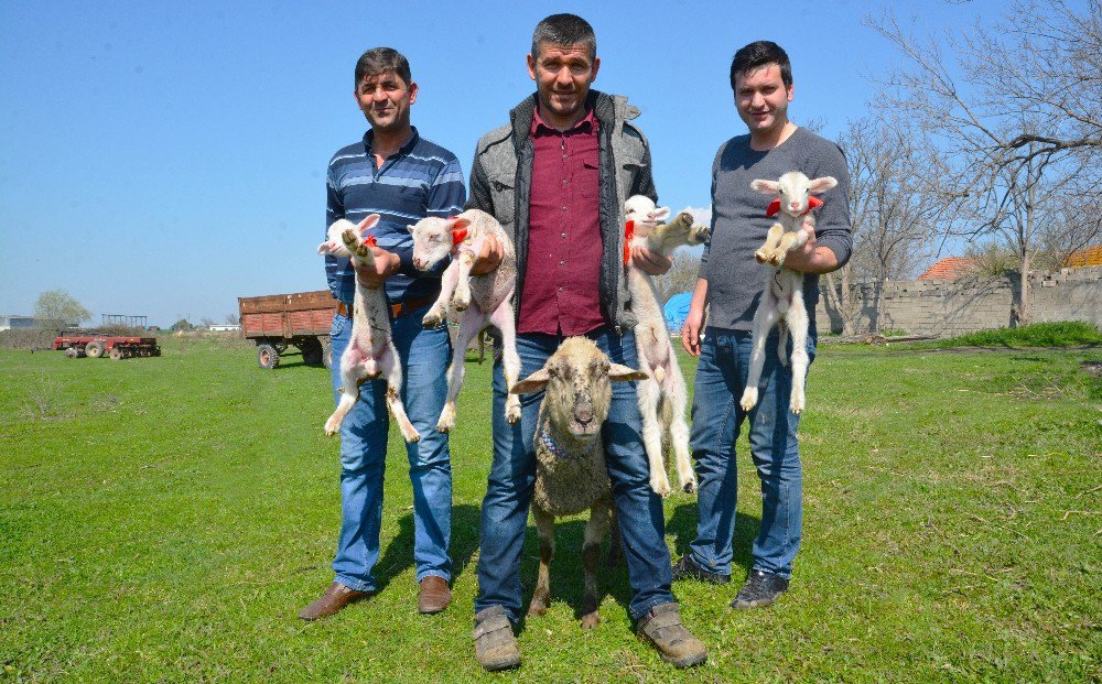 Bursa’da Bir Koyun Dördüz Doğurdu