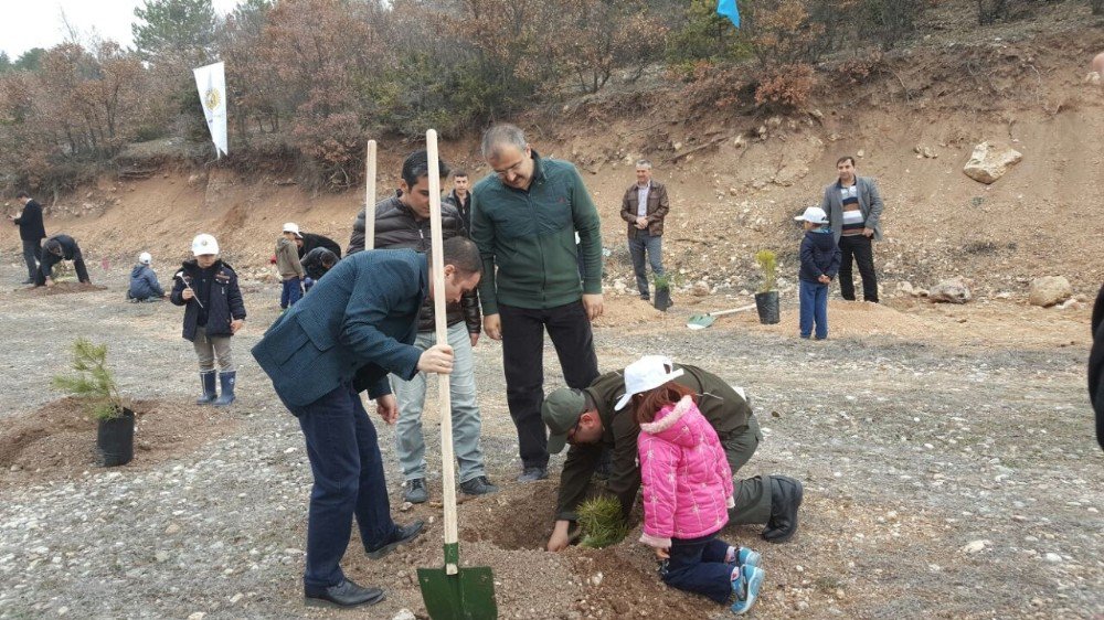 Emet , Hisarcık Ve Çavdarhisar’da 12 Bin 817 Fidan Toprakla Buluştu