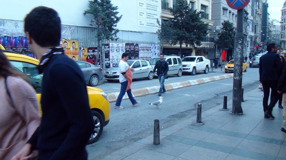 Taksim’de Kanadı Kırık Martıya Vatandaş Şefkati