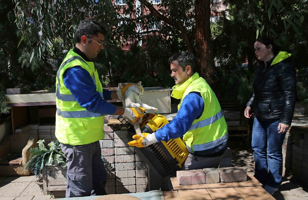 Karşıyaka’da ‘Evsiz’ Kedi Kalmayacak