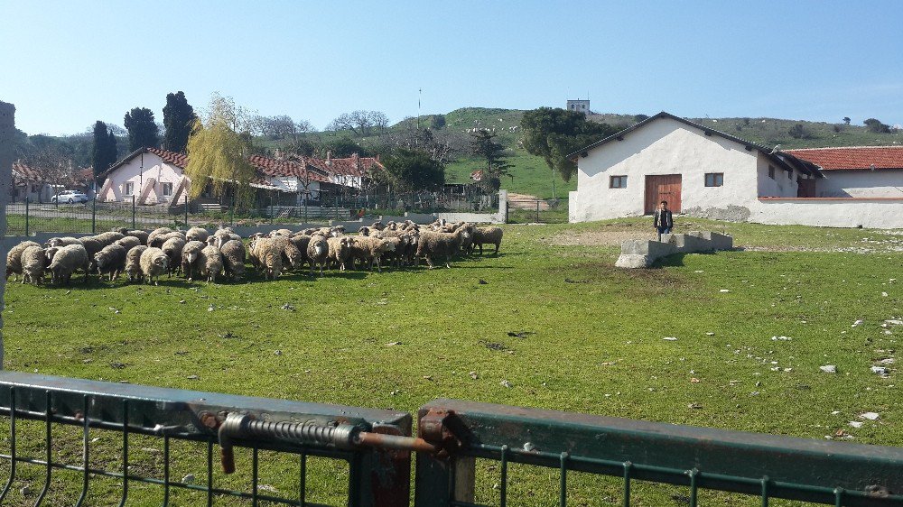 Çobanlara Uygulamalı Eğitim