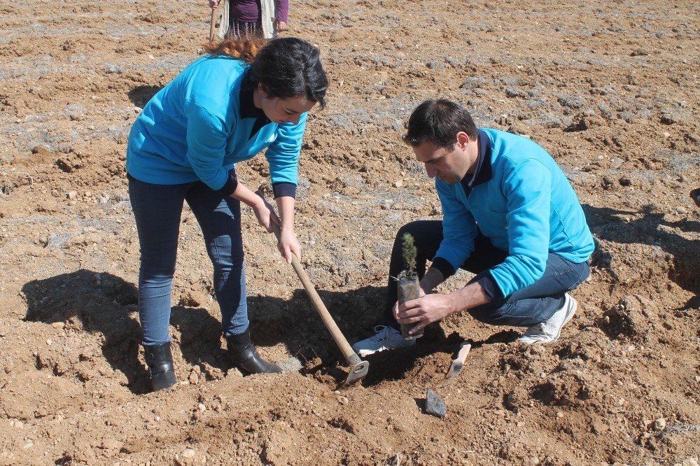 Medaş Personelinden Ağaçlandırmaya Destek