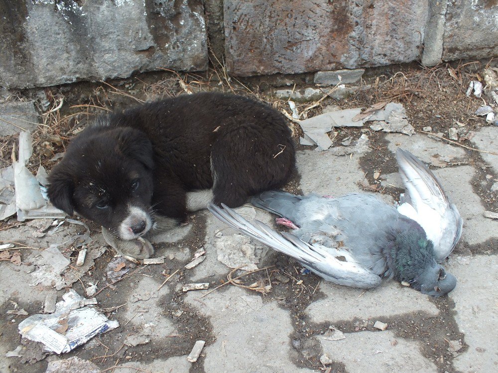 Sokak Köpeği Donan Güvercini Yalnız Bırakmadı