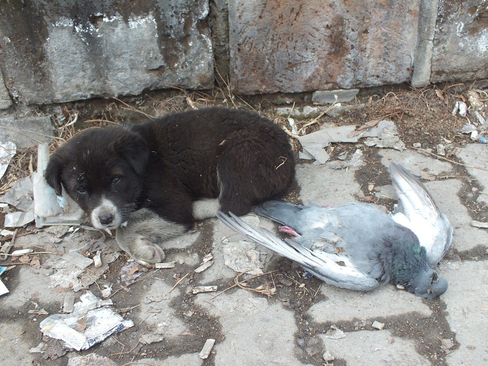 Sokak Köpeği Donan Güvercini Yalnız Bırakmadı