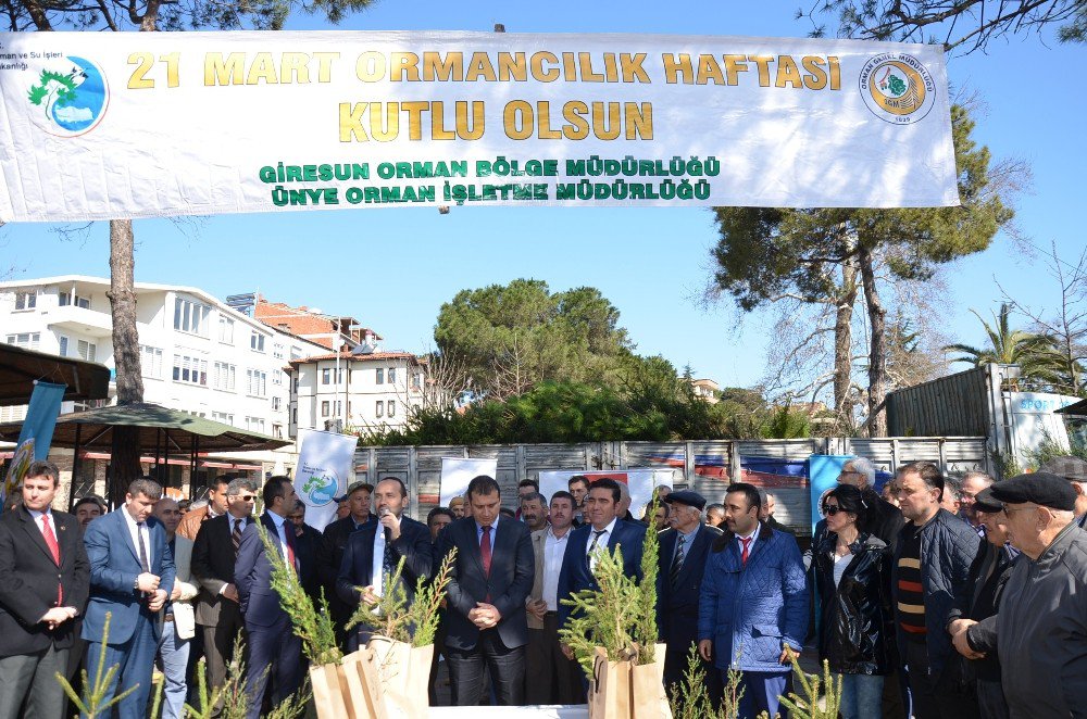 Orman Haftası’nda Çam Fidanı Dağıtıldı