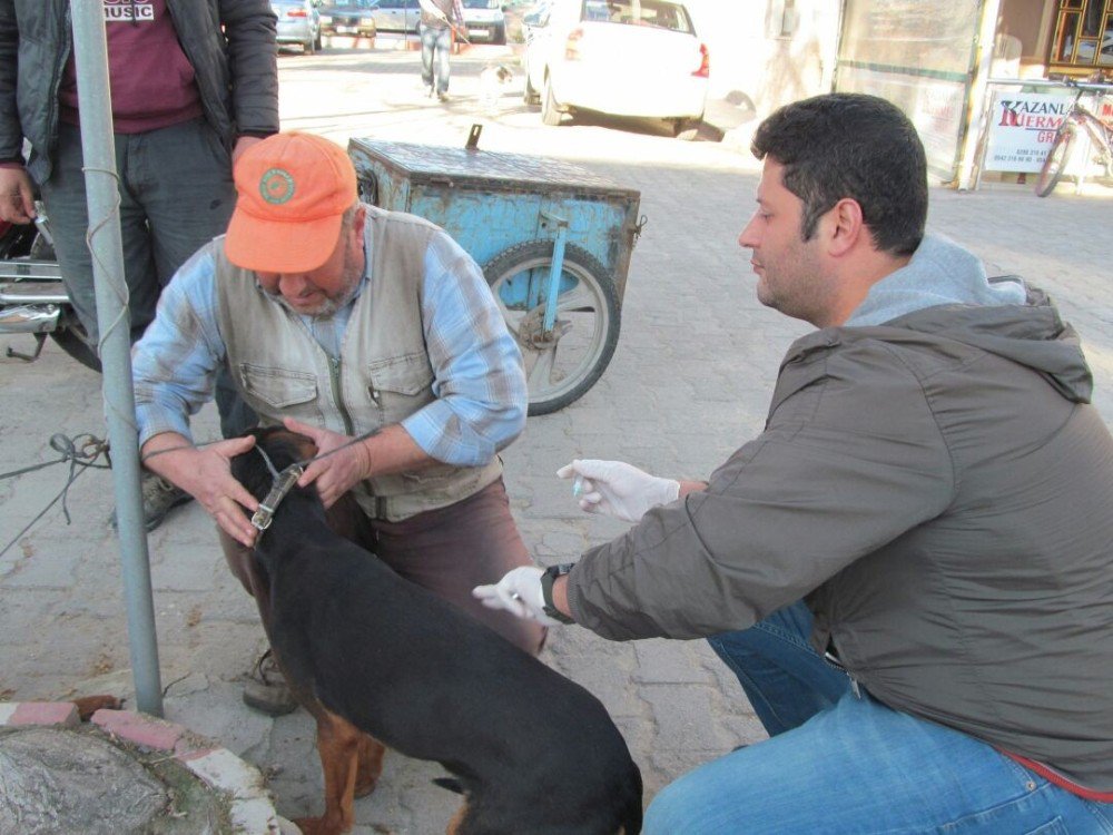 Biga’da Av Köpekleri Aşılandı