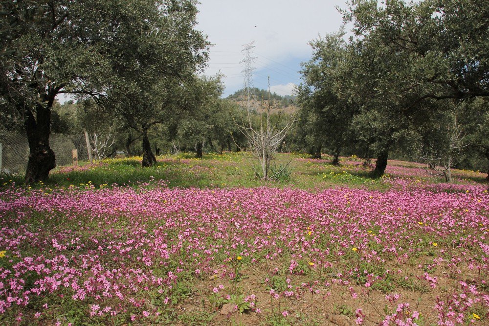 Hatayda Doğa Rengarenk