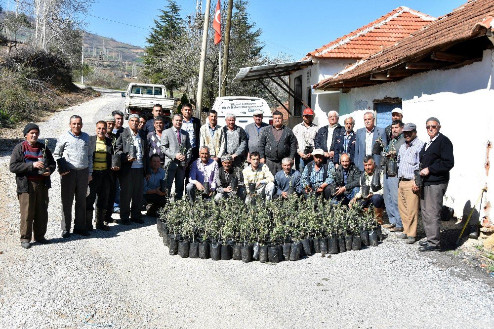 Salihli Belediyesinden Çiftçiye Fidan Desteği