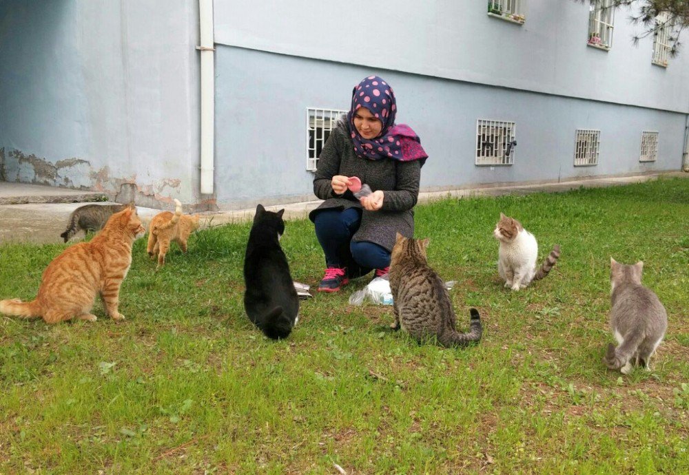 Devlet Bursuyla Sahipsiz Kedilere Bakıyor