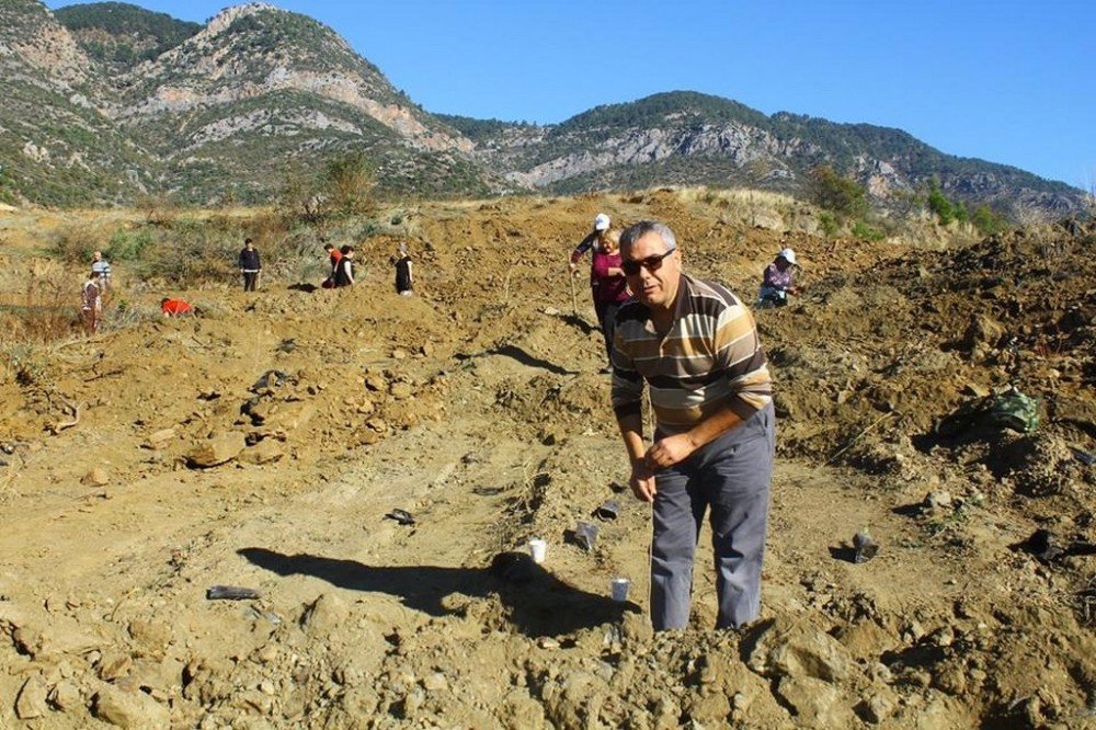 Bozyazı’da Baraj Göleti Etrafına Fidan Dikildi