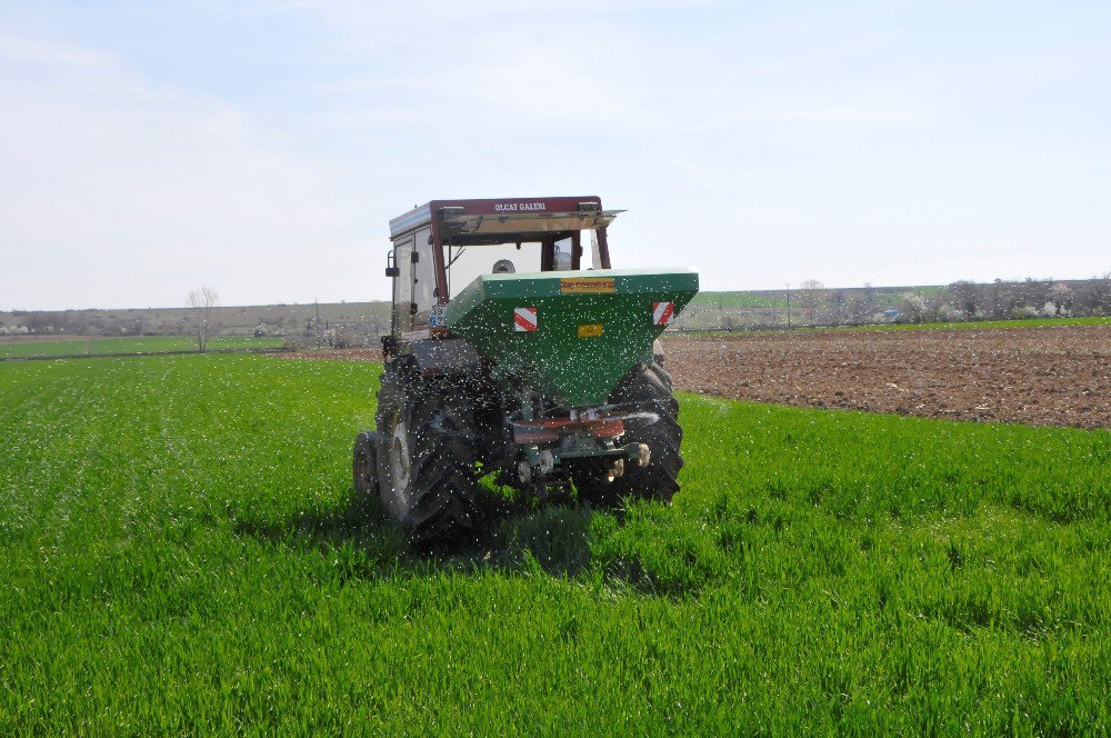 Trakya’da Çiftçiler Buğday Gübreleme Mesaisine Başladı