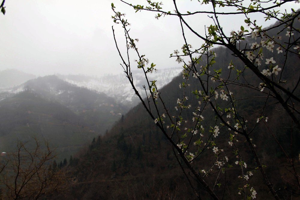 Giresun’da Kış Ve Bahar Bir Arada