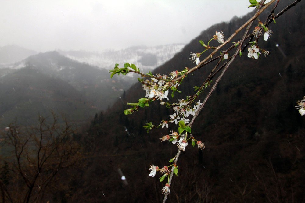 Giresun’da Kış Ve Bahar Bir Arada