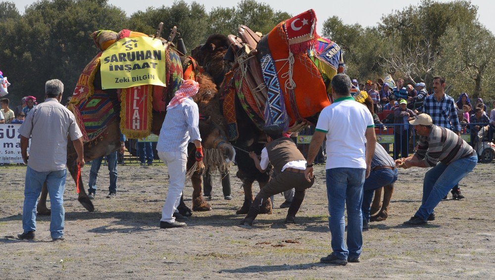 Çakmaklı 5. Geleneksel Deve Güreşleri Yapıldı