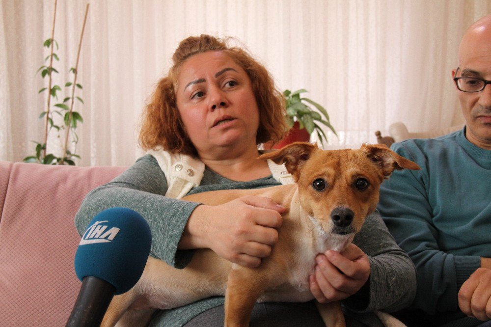 Evde Beslenilen Köpek Komşuları Birbirine Düşürdü